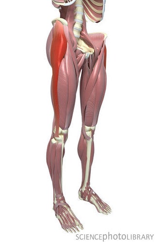 Muscles lower limb