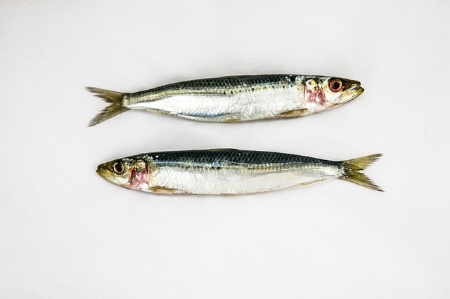 herring and sardines