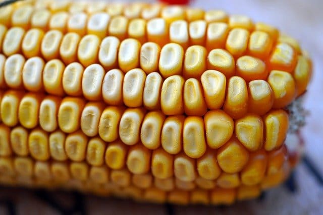 Corn-High oxalate food item