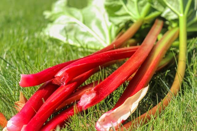 Rhubarb-High oxalate food item