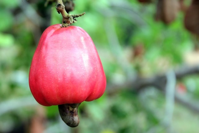 Cashew Fruit Helps in Weight Loss